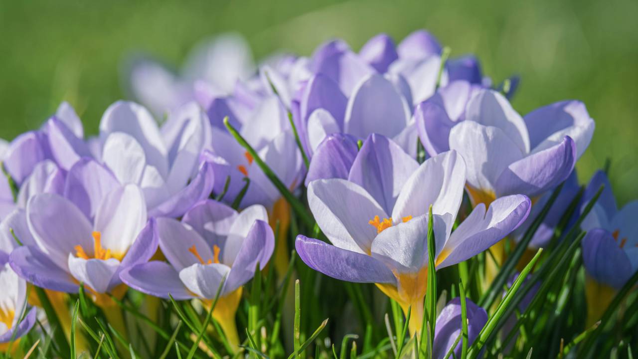Nahaufnahme von blühenden lila und weißen Krokussen auf einer saftig grünen Frühlingswiese